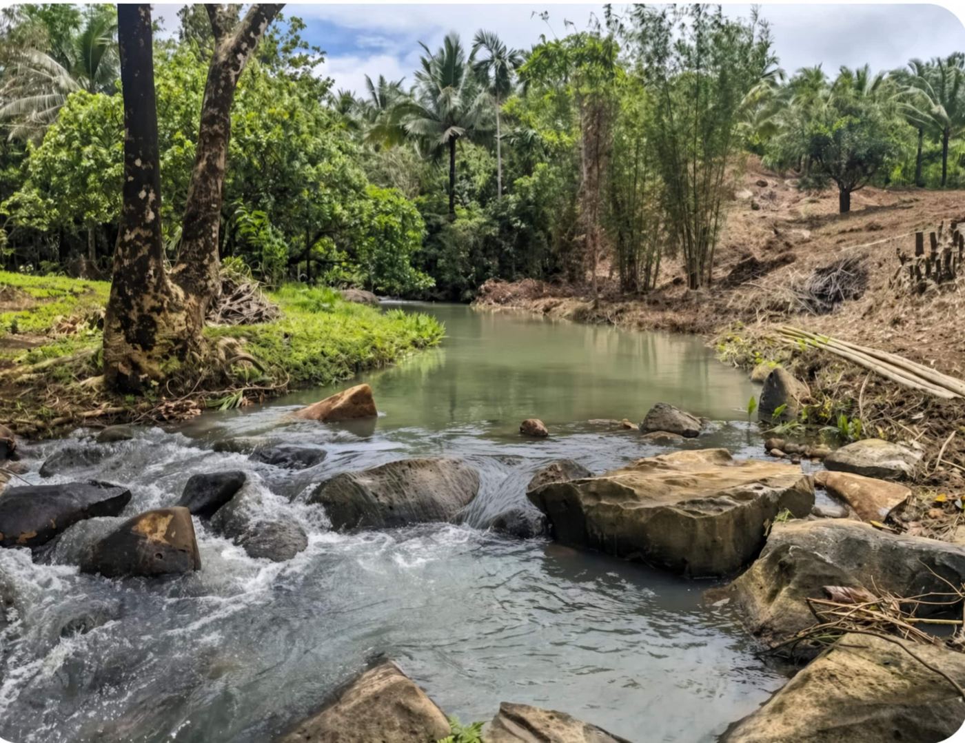 Creek with rocks and rapids, palm trees behind